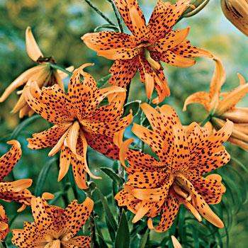 Double Tiger Lillies